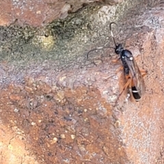 Ichneumon promissorius at Lyneham, ACT - 18 Sep 2023