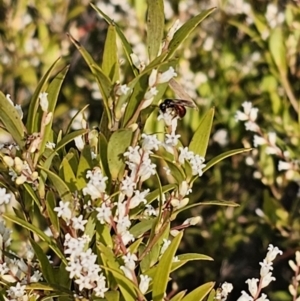 Exoneura sp. (genus) at Captains Flat, NSW - 18 Sep 2023