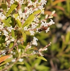 Exoneura sp. (genus) at Captains Flat, NSW - 18 Sep 2023