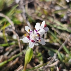 Wurmbea dioica subsp. dioica (Early Nancy) at Captains Flat, NSW - 18 Sep 2023 by Csteele4