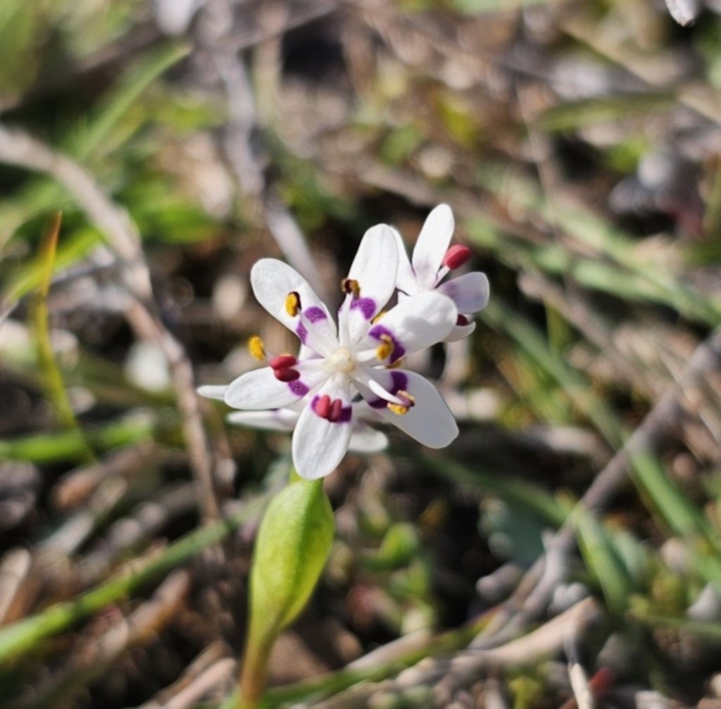 Wurmbea dioica subsp. dioica at Captains Flat, NSW - 18 Sep 2023