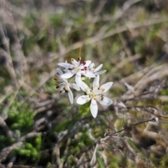 Wurmbea dioica subsp. dioica at Captains Flat, NSW - 18 Sep 2023