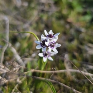 Wurmbea dioica subsp. dioica at Captains Flat, NSW - 18 Sep 2023