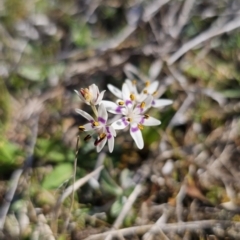 Wurmbea dioica subsp. dioica at Captains Flat, NSW - 18 Sep 2023