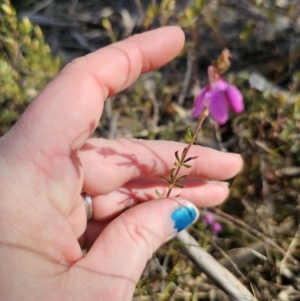 Tetratheca bauerifolia at Captains Flat, NSW - 18 Sep 2023