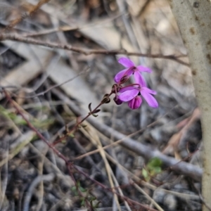 Tetratheca bauerifolia at Captains Flat, NSW - 18 Sep 2023