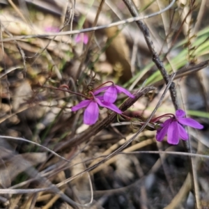 Tetratheca bauerifolia at Captains Flat, NSW - 18 Sep 2023