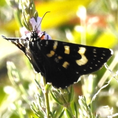 Phalaenoides tristifica (Willow-herb Day-moth) at Booth, ACT - 18 Sep 2023 by JohnBundock