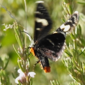 Phalaenoides tristifica at Booth, ACT - 18 Sep 2023