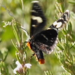 Phalaenoides tristifica at Booth, ACT - 18 Sep 2023