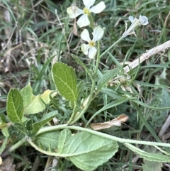 Raphanus raphanistrum (Wild Radish, Jointed Charlock) at Bens Walking Track - 18 Sep 2023 by lbradleyKV