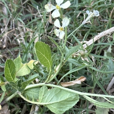 Raphanus raphanistrum (Wild Radish, Jointed Charlock) at Bens Walking Track - 18 Sep 2023 by lbradley