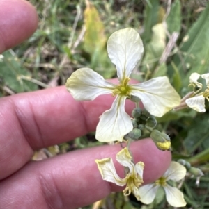 Raphanus raphanistrum at West Nowra, NSW - 18 Sep 2023