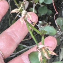 Gonocarpus micranthus (Creeping Raspwort) at Bens Walking Track - 18 Sep 2023 by lbradley