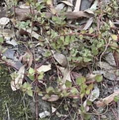 Gonocarpus micranthus at West Nowra, NSW - 18 Sep 2023