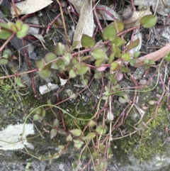 Gonocarpus micranthus at West Nowra, NSW - 18 Sep 2023