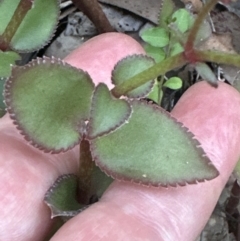 Gonocarpus micranthus at West Nowra, NSW - 18 Sep 2023