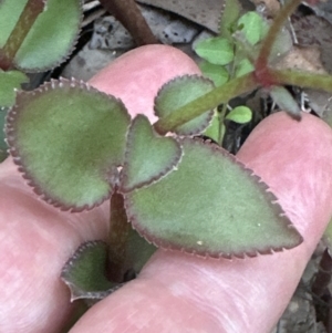 Gonocarpus micranthus at West Nowra, NSW - 18 Sep 2023