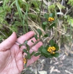 Pultenaea daphnoides (Large-leaf Bush-pea) at Bens Walking Track - 18 Sep 2023 by lbradleyKV