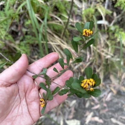 Pultenaea daphnoides (Large-leaf Bush-pea) at Bens Walking Track - 18 Sep 2023 by lbradleyKV