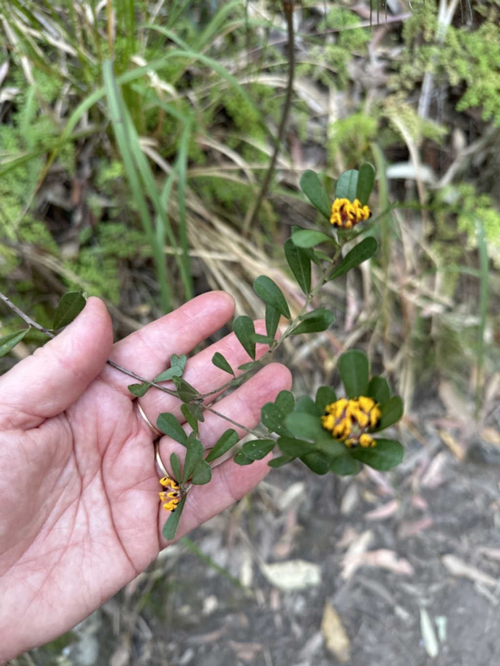 Pultenaea daphnoides at West Nowra, NSW - 18 Sep 2023