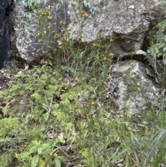 Pultenaea daphnoides at West Nowra, NSW - 18 Sep 2023 04:16 PM