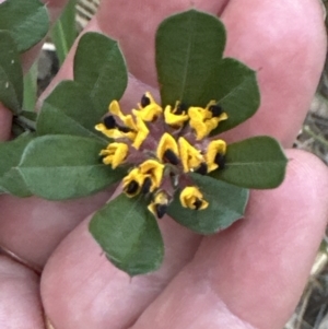 Pultenaea daphnoides at West Nowra, NSW - 18 Sep 2023 04:16 PM