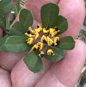 Pultenaea daphnoides at West Nowra, NSW - 18 Sep 2023