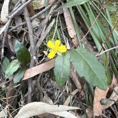 Hibbertia dentata (Twining Guinea Flower) at West Nowra, NSW - 18 Sep 2023 by lbradley