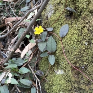 Hibbertia dentata at West Nowra, NSW - 18 Sep 2023