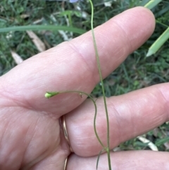 Wahlenbergia gracilis at West Nowra, NSW - 18 Sep 2023 by lbradleyKV