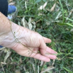 Wahlenbergia gracilis at West Nowra, NSW - 18 Sep 2023 04:10 PM