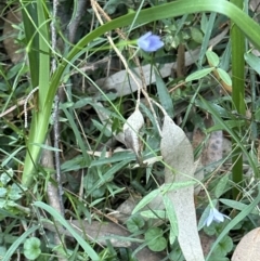 Wahlenbergia gracilis at West Nowra, NSW - 18 Sep 2023 04:10 PM