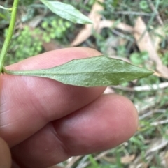 Wahlenbergia gracilis at West Nowra, NSW - 18 Sep 2023 04:10 PM