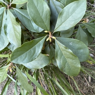 Pittosporum revolutum (Large-fruited Pittosporum) at West Nowra, NSW - 18 Sep 2023 by lbradleyKV