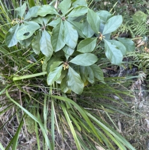 Pittosporum revolutum at West Nowra, NSW - 18 Sep 2023 04:03 PM