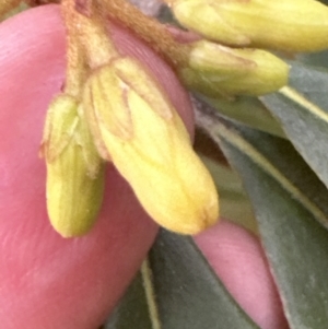 Pittosporum revolutum at West Nowra, NSW - 18 Sep 2023 04:03 PM