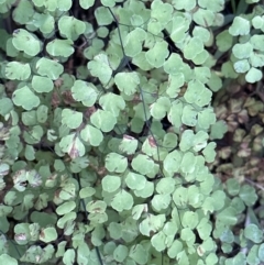 Adiantum aethiopicum (Common Maidenhair Fern) at Bens Walking Track - 18 Sep 2023 by lbradley