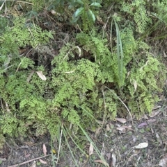 Adiantum aethiopicum at West Nowra, NSW - 18 Sep 2023