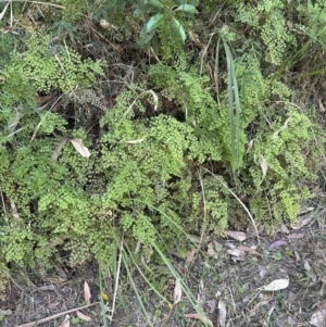 Adiantum aethiopicum at West Nowra, NSW - 18 Sep 2023