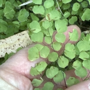 Adiantum aethiopicum at West Nowra, NSW - 18 Sep 2023