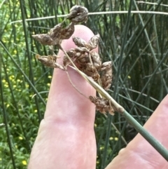 Schoenoplectus validus (River Club-rush) at West Nowra, NSW - 18 Sep 2023 by lbradley