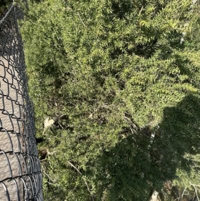 Melaleuca styphelioides (Prickly-leaved Tea-tree) at Nowra - Bens Walk Bushcare Group - 18 Sep 2023 by lbradley