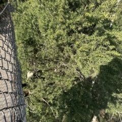 Melaleuca styphelioides (Prickly-leaved Tea-tree) at Bens Walking Track - 18 Sep 2023 by lbradleyKV