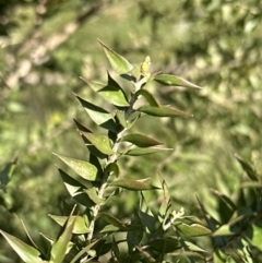 Melaleuca styphelioides at Nowra, NSW - 18 Sep 2023 03:22 PM