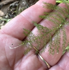 Asparagus plumosus (Climbing Asparagus Fern) at Nowra - Bens Walk Bushcare Group - 18 Sep 2023 by lbradley