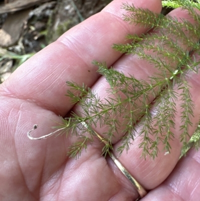 Asparagus plumosus (Climbing Asparagus Fern) at Nowra - Bens Walk Bushcare Group - 18 Sep 2023 by lbradleyKV