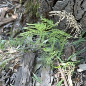 Asparagus plumosus at West Nowra, NSW - 18 Sep 2023