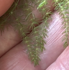 Asparagus plumosus at West Nowra, NSW - 18 Sep 2023