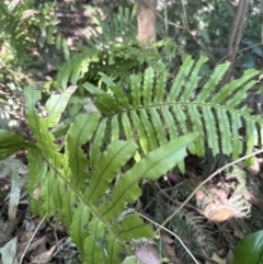 Blechnum cartilagineum (Gristle Fern) at Nowra - Bens Walk Bushcare Group - 18 Sep 2023 by lbradley